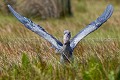 Bec en sabot (Balaeniceps rex)
Marais du Lac Victoria. Ouganda. Africa 
 Afrique 
 Bec en sabot 
 Mabamba 
 Ouganda 
 Shoebill 
 Stork 
 Uganda 
 bec 
 bird 
 cigogne 
 marais 
 marsh 
 oiseau 