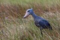 Bec en sabot (Balaeniceps rex)
Marais du Lac Victoria. Ouganda.
 Africa 
 Afrique 
 Bec en sabot 
 Mabamba 
 Ouganda 
 Shoebill 
 Stork 
 Uganda 
 bec 
 bird 
 cigogne 
 marais 
 marsh 
 oiseau 