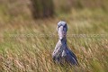 Bec en sabot (Balaeniceps rex)
Marais du Lac Victoria. Ouganda. Africa 
 Afrique 
 Bec en sabot 
 Mabamba 
 Ouganda 
 Shoebill 
 Stork 
 Uganda 
 bec 
 bird 
 cigogne 
 marais 
 marsh 
 oiseau 