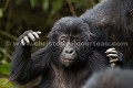 Jeune Gorille de plaine de l'Est (Gorilla gorilla graueri), Parc National de Kahuzi Biega,  République Démocratique du Congo.  