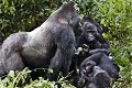 Dos argenté, mâle dominant Gorille de plaine de l'Est (Gorilla gorilla graueri), Parc National de Kahuzi Biega,  République Démocratique du Congo. Africa 
 Afrique 
 Apes 
 Biega 
 Congo 
 DRC 
 Eastern 
 Gorilla 
 Gorilla gorilla 
 Kahuzi 
 RDC 
 argenté 
 back 
 bailler 
 dents 
 dominant 
 dos 
 east 
 esatern 
 est 
 gorille 
 graueri 
 low-land 
 lowland 
 male 
 mammal 
 mammifère 
 mâle 
 plaine 
 powerful 
 primate 
 puissant 
 silver 
 silverback 
 singe 
 teeth 
 yawning 
 République Démocratique du Congo, 
 Sud Kivu - South Kivu, 