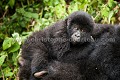 Jeune Gorille de montagne accroché sur le dos de sa mère. (Gorilla gorilla beringei), Parc National des Virunga, Congo RDC. Gorilla gorilla beringei,
Gorilla,
montagne,
singe,
gorille,
mountain,
Congo,
beringei,

 