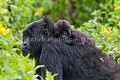 Mère et son jeune sur le dos. Gorille de montagne ( (Gorilla gorilla beringei), Parc National des Virunga, Congo RDC. Gorille, 
montagne,
Gorilla,
beringei,
Parc,
National, 
Virunga,
Congo,
RDC,
Mountain,
Gorilla,
Gorilla gorilla beringei,
National Park,
mammifère,
mammal,
mère, 
enfant,
dos, 
porter,
transport,
bouger,
déplacer,
moving,
move,
back,
mother,
infant,
Africa,
Afrique,
 