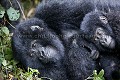 Jeunes Gorilles de montagne ( (Gorilla gorilla beringei), Parc National des Virunga, Congo RDC. Africa 
 Afrique 
 Apes 
 Congo 
 DRC 
 Gorilla 
 Gorilla gorilla beringei 
 RDC 
 Virunga 
 beringei 
 gorille 
 mammal 
 mammifère 
 montagne 
 mountain 
 singe 
 Democratic Republic of Congo. , 
 North Kivu, 