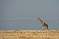  
 Africa 
 Afrique 
 Afrique Australe 
 Afrique australe 
 Damaraland 
 Etosha 
 Girafe 
 Giraffa camelopardalis 
 Giraffe 
 Namib 
 Namibia 
 Namibie 
 National 
 Parc 
 Photographic Safari 
 Wilderness 
 adaptation 
 animal 
 animaux 
 desert 
 désert 
 mammal 
 mammifère 
 nature 
 nature Africa 
 nature desert 
 photo 
 safari 
 safari photo 
 sauvage 
 southern 
 southern africa 
 Namibia, 
 Etosha National Park,  