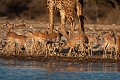  
 Aepyceros 
 Africa 
 Afrique 
 Afrique Australe 
 Afrique australe 
 Damaraland 
 Etosha 
 Girafe 
 Giraffa camelopardalis 
 Giraffe 
 Namib 
 Namibia 
 Namibie 
 National 
 Parc 
 Photographic Safari 
 Wilderness 
 adaptation 
 animal 
 animaux 
 desert 
 désert 
 mammal 
 mammifère 
 melampus 
 nature 
 nature Africa 
 nature desert 
 photo 
 safari 
 safari photo 
 sauvage 
 southern 
 southern africa 
 Namibia, 
 Etosha National Park,  