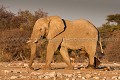  
 Africa 
 Afrique 
 Afrique Australe 
 Afrique australe 
 Elephant 
 Eléphant 
 Etosha 
 Loxodonta 
 Namib 
 Namibia 
 Namibie 
 National 
 Parc 
 Photographic Safari 
 Wilderness 
 africana 
 animal 
 animaux 
 desert 
 désert 
 mammal 
 mammifère 
 nature 
 nature Africa 
 nature desert 
 pachyderme 
 photo 
 safari 
 safari photo 
 sauvage 
 southern 
 southern africa 
 Namibia, 
 Etosha National Park,  