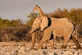  
 Africa 
 Afrique 
 Afrique Australe 
 Afrique australe 
 Elephant 
 Eléphant 
 Etosha 
 Girafe 
 Giraffe 
 Loxodonta 
 Namib 
 Namibia 
 Namibie 
 National 
 Parc 
 Photographic Safari 
 Wilderness 
 africana 
 animal 
 animaux 
 camelopardalis 
 desert 
 diversity 
 diversité 
 désert 
 giraffa 
 mammal 
 mammifère 
 nature 
 nature Africa 
 nature desert 
 pachyderme 
 photo 
 safari 
 safari photo 
 sauvage 
 southern 
 southern africa 
 Namibia, 
 Etosha National Park,  