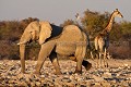  
 Africa 
 Afrique 
 Afrique Australe 
 Afrique australe 
 Elephant 
 Eléphant 
 Etosha 
 Girafe 
 Giraffe 
 Loxodonta 
 Namib 
 Namibia 
 Namibie 
 National 
 Parc 
 Photographic Safari 
 Wilderness 
 africana 
 animal 
 animaux 
 camelopardalis 
 desert 
 diversity 
 diversité 
 désert 
 giraffa 
 mammal 
 mammifère 
 nature 
 nature Africa 
 nature desert 
 pachyderme 
 photo 
 safari 
 safari photo 
 sauvage 
 southern 
 southern africa 
 Namibia, 
 Etosha National Park,  