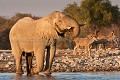  
 Africa 
 Afrique 
 Afrique Australe 
 Afrique australe 
 Etosha 
 Namib 
 Namibia 
 Namibie 
 National 
 Parc 
 Photographic Safari 
 Wilderness 
 animal 
 animaux 
 desert 
 désert 
 nature 
 nature Africa 
 nature desert 
 photo 
 safari 
 safari photo 
 sauvage 
 southern 
 southern africa 
 Namibia, 
 Etosha National Park,  