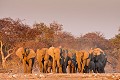  
 Africa 
 Afrique 
 Afrique Australe 
 Afrique australe 
 Elephant 
 Eléphant 
 Etosha 
 Loxodonta 
 Namib 
 Namibia 
 Namibie 
 National 
 Parc 
 Photographic Safari 
 Wilderness 
 africana 
 animal 
 animaux 
 desert 
 désert 
 mammal 
 mammifère 
 nature 
 nature Africa 
 nature desert 
 pachyderme 
 photo 
 safari 
 safari photo 
 sauvage 
 southern 
 southern africa 
 Namibia, 
 Etosha National Park,  