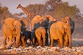  
 Africa 
 Afrique 
 Afrique Australe 
 Afrique australe 
 Etosha 
 Namib 
 Namibia 
 Namibie 
 National 
 Parc 
 Photographic Safari 
 Wilderness 
 animal 
 animaux 
 desert 
 désert 
 nature 
 nature Africa 
 nature desert 
 photo 
 safari 
 safari photo 
 sauvage 
 southern 
 southern africa 
 Namibia, 
 Etosha National Park,  