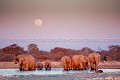  
 Africa 
 Afrique 
 Afrique Australe 
 Afrique australe 
 Elephant 
 Eléphant 
 Etosha 
 Loxodonta 
 Namib 
 Namibia 
 Namibie 
 National 
 Parc 
 Photographic Safari 
 Wilderness 
 africana 
 animal 
 animaux 
 desert 
 désert 
 mammal 
 mammifère 
 nature 
 nature Africa 
 nature desert 
 pachyderme 
 photo 
 safari 
 safari photo 
 sauvage 
 southern 
 southern africa 
 Namibia, 
 Etosha National Park,  