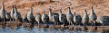 Pintades dans le Parc Natoinal d'Etosha - Guineafowls at Etosha NP. Namibia. (Numida meleagris) 
 Africa 
 Afrique 
 Afrique australe 
 Etosha 
 Guineafowl 
 Namib 
 Namibia 
 Namibie 
 National 
 Numida 
 Parc 
 Photographic Safari 
 Pintade 
 Wilderness 
 animal 
 animaux 
 bird 
 desert 
 désert 
 meleagris 
 nature 
 nature Africa 
 nature desert 
 oiseau 
 photo 
 safari 
 safari photo 
 sauvage 
 southern 
 southern africa 
 Namibia, 
 Etosha National Park,  