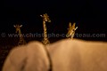 Girafes réticulées la nuit, derrière un éléphant à un point d'eau  dans le Parc National d'Etosha, Namibie. -- Giraffes at night hidden behind an elephant at a water hole, in Etosha N.P. (Giraffa camelopardalis). Namibia. 
 Africa 
 Afrique 
 Afrique australe 
 Damaraland 
 Etosha 
 Girafe 
 Giraffa camelopardalis 
 Giraffe 
 Namib 
 Namibia 
 Namibie 
 National 
 Parc 
 Photographic Safari 
 Wilderness 
 adaptation 
 animal 
 animaux 
 desert 
 désert 
 mammal 
 mammifère 
 nature 
 nature Africa 
 nature desert 
 photo 
 safari 
 safari photo 
 sauvage 
 southern 
 southern africa 
 Namibia, 
 Etosha National Park,  