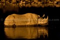 Rhinoceros noir la nuit au point d'eau dans le Parc National d'Etosha, Namibie.  --  Black Rhinoceros at night at water hole. Etosha National Park, Namibia. (Diceros bicornis) 
 Africa 
 Afrique 
 Afrique australe 
 Diceros 
 Etosha 
 Namib 
 Namibia 
 Namibie 
 National 
 Parc 
 Park 
 Photographic Safari 
 Rhinoceros 
 Wilderness 
 animal 
 animaux 
 bicornis 
 black 
 boire 
 darkness 
 desert 
 drinking 
 désert 
 eau 
 endangered 
 hole 
 mammal 
 mammifère 
 nature 
 nature Africa 
 nature desert 
 night 
 noir 
 nuit 
 obscurité 
 photo 
 point 
 rare 
 safari 
 safari photo 
 sauvage 
 southern 
 southern africa 
 trou 
 water 
 Namibia, 
 Etosha National Park,  