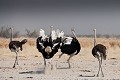 Autruches, Parc National d'Etosha. Namibie.  --  Ostriches, Etosha National Park, Namibia. (Struthio camelus). 
 Africa 
 Afrique 
 Afrique Australe 
 Afrique australe 
 Autruches 
 Etosha 
 Namib 
 Namibia 
 Namibie 
 National 
 Ostriches 
 Parc 
 Park 
 Photographic Safari 
 Struthio 
 Wilderness 
 animal 
 animaux 
 autruche 
 bird 
 camelus 
 courir 
 desert 
 désert 
 fast 
 nature 
 nature Africa 
 nature desert 
 oiseau 
 ostrich 
 photo 
 rapide 
 runner 
 running 
 safari 
 safari photo 
 sauvage 
 southern 
 southern africa 
 speed 
 vite 
 Namibia, 
 Etosha National Park,  