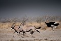 Oryx et Autruches en pleine course, Parc National d'Etosha. Namibie.  --  Oryx  Ostriches running, Etosha National Park, Namibia. (Oryx gazella)  (Struthio camelus). 
 Africa 
 Afrique 
 Afrique Australe 
 Afrique australe 
 Autruches 
 Etosha 
 Gemsbok 
 Namib 
 Namibia 
 Namibie 
 National 
 Oryx 
 Oryx gazella 
 Ostriches 
 Parc 
 Park 
 Photographic Safari 
 Struthio 
 Wilderness 
 animal 
 animaux 
 antilope 
 autruche 
 bird 
 camelus 
 courir 
 courrir 
 course 
 desert 
 désert 
 fast 
 gazella 
 mammal 
 mammifère 
 nature 
 nature Africa 
 nature desert 
 oiseau 
 ostrich 
 photo 
 race 
 rapide 
 run 
 runner 
 running 
 safari 
 safari photo 
 sauvage 
 southern 
 southern africa 
 speed 
 vite 
 vitesse 
 Namibia, 
 Etosha National Park,  