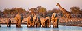  
 Africa 
 Afrique 
 Afrique Australe 
 Afrique australe 
 Elephant 
 Eléphant 
 Etosha 
 Girafe 
 Giraffe 
 Loxodonta 
 Namib 
 Namibia 
 Namibie 
 National 
 Parc 
 Photographic Safari 
 Wilderness 
 africana 
 animal 
 animaux 
 camelopardalis 
 desert 
 diversity 
 diversité 
 désert 
 giraffa 
 mammal 
 mammifère 
 nature 
 nature Africa 
 nature desert 
 pachyderme 
 photo 
 safari 
 safari photo 
 sauvage 
 southern 
 southern africa 
 Namibia, 
 Etosha National Park,  