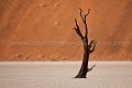 Dead Vlei, arbres fossilisés dans les Dunes de sables rouge de Sossusvlei. Désert du Namib. Namibie. -- Red Dunes of Sossusvlei. Namib Desert. Namibia 
 Africa 
 Afrique 
 Afrique australe 
 Namib 
 Namibia 
 Namibie 
 Nauckluft 
 Park 
 Photographic Safari 
 Red 
 Sand 
 Wilderness 
 animal 
 animaux 
 desert 
 dunes 
 désert 
 nature 
 nature Africa 
 nature desert 
 photo 
 rouge 
 sable 
 safari 
 safari photo 
 sauvage 
 southern 
 southern africa 
 Namibia, 
 Namib Nauckluft National Park.,  