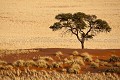 Dunes de sables rouge de Sossusvlei. Désert du Namib. Namibie. -- Red Dunes of Sossusvlei. Namib Desert. Namibia 
 Africa 
 Afrique 
 Afrique australe 
 Botswana 
 Kalahari 
 Namib 
 Namibia 
 Namibie 
 Nauckluft 
 Park 
 Photographic Safari 
 Red 
 Sand 
 Wilderness 
 animal 
 animaux 
 desert 
 dunes 
 désert 
 nature 
 nature Africa 
 nature desert 
 photo 
 rouge 
 sable 
 safari 
 safari photo 
 sauvage 
 southern 
 southern africa 
 Namibia, 
 Namib Nauckluft National Park.,  