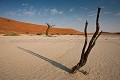 Dead Vlei, arbres fossilisés dans les Dunes de sables rouge de Sossusvlei. Désert du Namib. Namibie. -- Red Dunes of Sossusvlei. Namib Desert. Namibia 
 Africa 
 Afrique 
 Afrique australe 
 Namib 
 Namibia 
 Namibie 
 Nauckluft 
 Park 
 Photographic Safari 
 Red 
 Sand 
 Wilderness 
 animal 
 animaux 
 desert 
 dunes 
 désert 
 nature 
 nature Africa 
 nature desert 
 photo 
 rouge 
 sable 
 safari 
 safari photo 
 sauvage 
 southern 
 southern africa 
 Namibia, 
 Namib Nauckluft National Park.,  