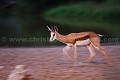 
 Africa 
 Afrique 
 Botswana 
 Kalahari 
 Wilderness 
 african 
 desert 
 désert 
 safari 
 safari photo 
 southern 
 southern africa  
