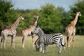  
 Africa 
 Afrique 
 Botswana 
 Kalahari 
 Wilderness 
 african 
 desert 
 désert 
 safari 
 safari photo 
 southern 
 southern africa  