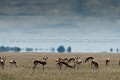  
 Africa 
 Afrique 
 Botswana 
 Kalahari 
 Wilderness 
 african 
 desert 
 désert 
 safari 
 safari photo 
 southern 
 southern africa  