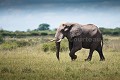  
 Africa 
 Afrique 
 Botswana 
 Kalahari 
 Wilderness 
 african 
 desert 
 désert 
 safari 
 safari photo 
 southern 
 southern africa  