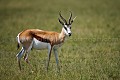  
 Africa 
 Afrique 
 Botswana 
 Kalahari 
 Wilderness 
 african 
 desert 
 désert 
 safari 
 safari photo 
 southern 
 southern africa  
