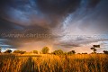  
 Africa 
 Afrique 
 Botswana 
 Kalahari 
 Wilderness 
 african 
 desert 
 désert 
 safari 
 safari photo 
 southern 
 southern africa  