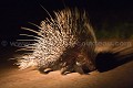  
 Africa 
 Afrique 
 Botswana 
 Kalahari 
 Wilderness 
 african 
 desert 
 désert 
 safari 
 safari photo 
 southern 
 southern africa  