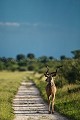  
 Africa 
 Afrique 
 Botswana 
 Kalahari 
 Wilderness 
 african 
 desert 
 désert 
 safari 
 safari photo 
 southern 
 southern africa  