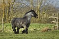 Cheval de trait. Race Trait Poitevin. Prairie naturelle du marais Poitevin. Vendée. France. 
 France 
 animal 
 cheval 
 trait 
 Trait 
 Poitevin 
 Vendée 
 campagne 
 rural 
 race 
 country 
 marais  