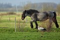 Cigogne blanche dans un pré devant un chevald de trait (Trait Poitevin). Pature naturelle du Marais Poitevin. Vendée. France 
 Vendée 
 campagne 
 cheval 
 cigogne 
 marais 
 oiseau 
 poitevin 
 pré 
 rural 
 ruralité 
 trait 