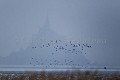 Vol de Bernaches cravants (Branta bernicla)  l'hiver sous la neige en Baie du Mont Saint Michel. Dept. de la Manche. Normandie. France. Baie 
 Bay 
 Bernache 
 Branta 
 Brent 
 France 
 Michel 
 Mont 
 Normandie 
 Normandy 
 anatidé 
 bernicla 
 bird 
 cravant 
 flock 
 geese 
 goose 
 hiver 
 neige 
 oie 
 oiseau 
 saint 
 snow 
 vol 
 winter 
 France, 
 Normandie, 