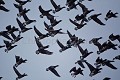 Vol de Bernaches cravants (Branta bernicla)  l'hiver sous la neige en Baie du Mont Saint Michel. Dept. de la Manche. Normandie. France. Baie 
 Bay 
 Bernache 
 Branta 
 Brent 
 France 
 Michel 
 Mont 
 Normandie 
 Normandy 
 anatidé 
 bernicla 
 bird 
 cravant 
 flock 
 geese 
 goose 
 hiver 
 neige 
 oie 
 oiseau 
 saint 
 snow 
 vol 
 winter 
 France, 
 Normandie, 