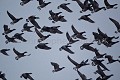 Vol de Bernaches cravants (Branta bernicla)  l'hiver sous la neige en Baie du Mont Saint Michel. Dept. de la Manche. Normandie. France. Baie 
 Bay 
 Bernache 
 Branta 
 Brent 
 France 
 Michel 
 Mont 
 Normandie 
 Normandy 
 anatidé 
 bernicla 
 bird 
 cravant 
 flock 
 geese 
 goose 
 hiver 
 neige 
 oie 
 oiseau 
 saint 
 snow 
 vol 
 winter 
 France, 
 Normandie, 