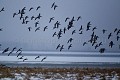 Vol de Bernaches cravants (Branta bernicla)  l'hiver sous la neige en Baie du Mont Saint Michel. Dept. de la Manche. Normandie. France. Baie 
 Bay 
 Bernache 
 Branta 
 Brent 
 France 
 Michel 
 Mont 
 Normandie 
 Normandy 
 anatidé 
 bernicla 
 bird 
 cravant 
 flock 
 geese 
 goose 
 hiver 
 neige 
 oie 
 oiseau 
 saint 
 snow 
 vol 
 winter 
 France, 
 Normandie, 