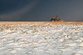 Le Mont St Michel sous la neige. Normandie. Dept. de la Manche. France. Baie 
 Baie du Mont Saint Michel 
 Bay 
 Bretagne 
 Brittany 
 France 
 Michel 
 Mont 
 Mont-Saint-Michel 
 Normandie 
 Normandy 
 hiver 
 janvier 
 littoral 
 neige 
 saint 
 saison 
 season 
 shore 
 snow 
 winter 