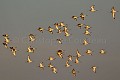 Vol de Barges rousses (Limosa lapponica) dans la Baie de l'Aiguillon à l'automne. Vendée. France. --BAR-TAILED GODWITS flock in flight (Limosa lapponica). Fall.  Baie of the Aiguillon. Vendée, France. 
 Aiguillon 
 Baie 
 Bar-Tailed 
 Godwit 
 Limosa 
 Vendée 
 affût 
 ailes 
 basse 
 bec 
 bird 
 ensemble 
 flight 
 flock 
 groupe 
 lapponica 
 low 
 marée 
 migration 
 oiseau 
 sky 
 stage 
 tide 
 vol 
 voler 
 France, 
 Vendée,  