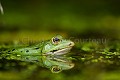 Grenouille verte (Rana esculenta). Vendée. France. Frog 
 Rana 
 amphibien 
 color 
 couleur 
 esculenta 
 green 
 grenouille 
 macro 
 mare 
 stage 
 verte 
 zone humide 
 France, 