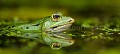 Grenouille verte (Rana esculenta). Vendée. France. Image précédente mais retravaillée en format "panoramique" pour mieux la mettre en valeur...  1/4 de seconde de travail sous Lightroom 3...
 Frog 
 Rana 
 amphibien 
 color 
 couleur 
 esculenta 
 green 
 grenouille 
 macro 
 mare 
 stage 
 verte 
 zone humide 
 France, 