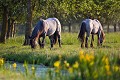 Chevaux de trait. Marais Poitevin. Vendée. France. Dixmérie 
 France 
 Vendée 
 bocage 
 campagne 
 faune 
 prairie 
 printemps 