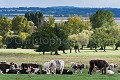 Vaches normades au pâturage en Normandie, baie du Mont Saint Michel. Dept. de la Manche. France 
 Manche 
 Mont Saint Michel 
 Normandie 
 Normandy 
 campagne 
 cattle 
 country 
 meadow 
 normande 
 pasture 
 paître 
 prairie 
 rural 
 vaches 