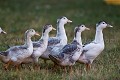 Canards domestiques dans la bassecour d'une ferme. Berry. France. Berry 
 Chassignoles 
 France 
 Indre 
 bassecour 
 campagne 
 canard 
 country 
 domestic 
 domestique 
 farm 
 ferme 
 rural 