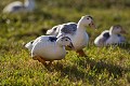 Canards domestiques dans la bassecour d'une ferme. Berry. France. Berry 
 Chassignoles 
 France 
 Indre 
 bassecour 
 campagne 
 canard 
 country 
 domestic 
 domestique 
 farm 
 ferme 
 rural 