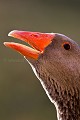 Portrait d'une oie domestique en train de cacarder dans une ferme Berry 
 Chassignoles 
 France 
 Indre 
 bassecour 
 bec 
 bill 
 cacarder 
 call 
 campagne 
 country 
 cri 
 dents 
 farm 
 ferme 
 head 
 oie 
 oiseau 
 orange 
 palmipède 
 portrait 
 rural 
 teeth 
 tête 
 France, 
 Berry, 