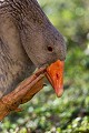 Portrait d'une oie domestique dans une ferme Berry 
 Chassignoles 
 France 
 Indre 
 bassecour 
 bec 
 bill 
 cacarder 
 call 
 campagne 
 country 
 cri 
 dents 
 farm 
 ferme 
 goose 
 head 
 oie 
 oiseau 
 orange 
 palmipède 
 portrait 
 rural 
 teeth 
 tête 
 France, 
 Berry, 